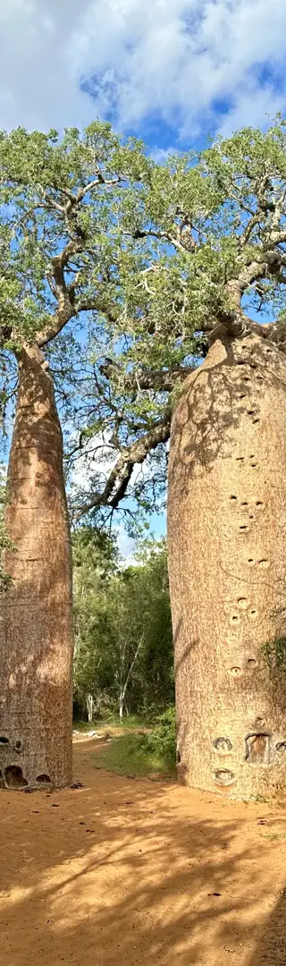 Baobabs im Reserve Reniala
